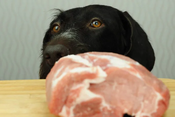 Food for the domestic dog. The dog looks at the meat. — Stock Photo, Image