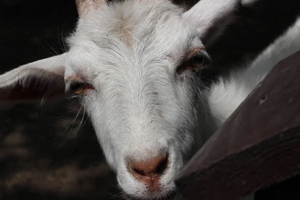 A cabeça de uma cabra branca. Close-up. — Fotografia de Stock