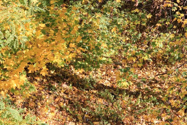 Золота осінь. Фон зроблений з осіннього листя . — стокове фото