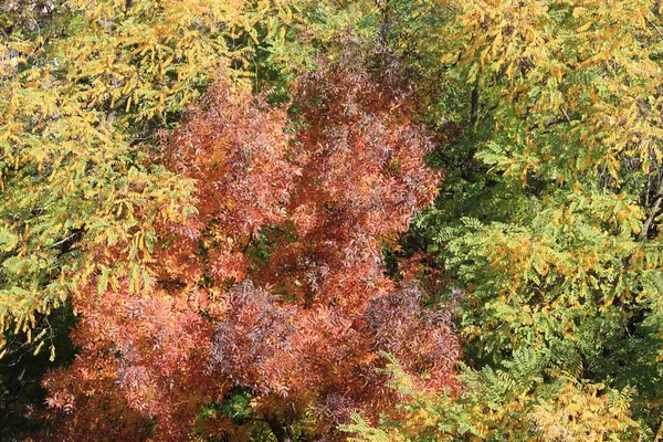 Golden autumn. The background is made of autumn leaves. — Stock Photo, Image