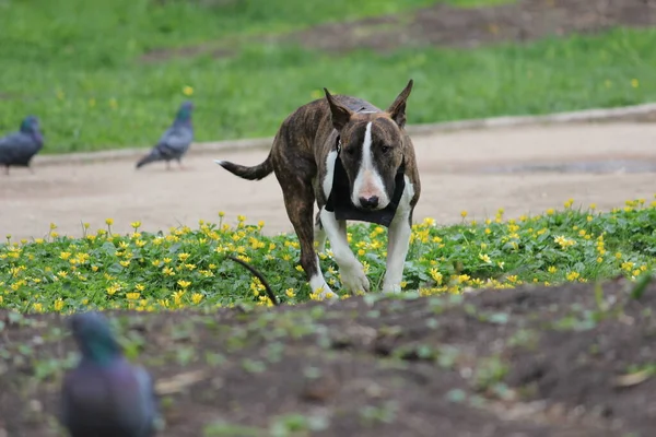 Purebred dog with a tiger coat color in the park. Pit bull in nature.