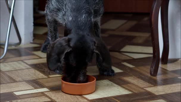 Ein reinrassiger Hund frisst Rindfleisch-Kutteln aus einer Schüssel — Stockvideo