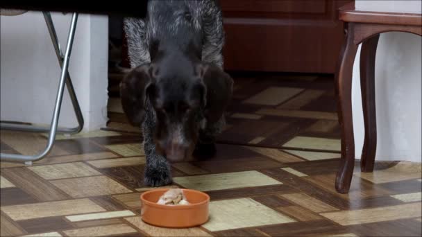 Un chien de race domestique mange des tripes de bœuf dans un bol. — Video