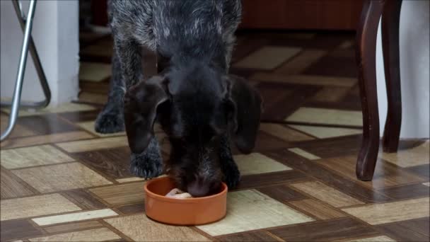 一只家养纯种的狗吃碗里的牛肉. — 图库视频影像
