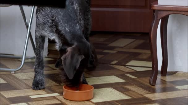 Un chien de race domestique mange des tripes de bœuf dans un bol. — Video