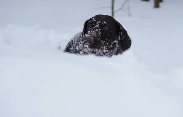 Hunting dog in winter in the field, winter hunting.