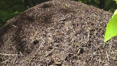 Büyük karınca yuvası. Vahşi yaşam, sürünen böcekler, bir sürü karınca..