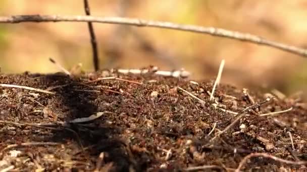 Grande formigueiro. Formigas florestais na floresta de primavera, dia ensolarado. — Vídeo de Stock