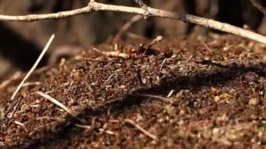 Büyük karınca yuvası. Bahar ormanlarındaki orman karıncaları, güneşli bir gün..