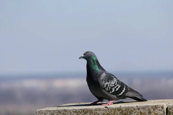 A beautiful pigeon in its natural habitat. Nature and birds. — Stock Photo, Image
