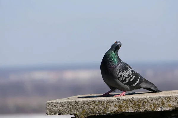 A beautiful pigeon in its natural habitat. Nature and birds. — Stock Photo, Image