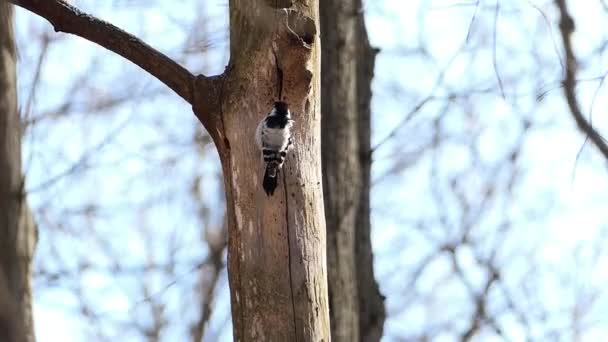 Ein Specht. Ein Specht klopft mit dem Schnabel auf den Stamm eines Baumes. — Stockvideo