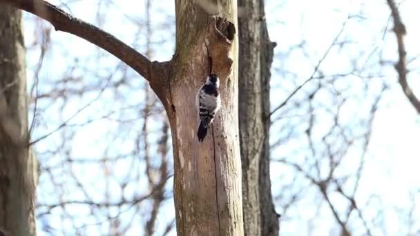 Un uccello su un albero. Un picchio grigio bussa al tronco di un albero. Video.. — Video Stock