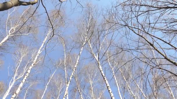 Дикая природа. Короткое видео. Береза на фоне голубого неба в солнечную погоду. — стоковое видео