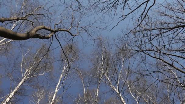 白桦树的树梢在蓝天的映衬下在风中摇曳. — 图库视频影像