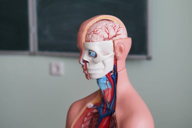 Anatomik, insan anatomisinin tıbbi modeli. İnsan kafası ve göğsünün iç yapısı..