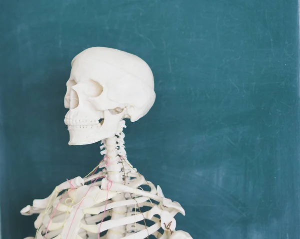 Vzdělávací model lidské kostry na pozadí školní tabule. Lidská anatomie. — Stock fotografie