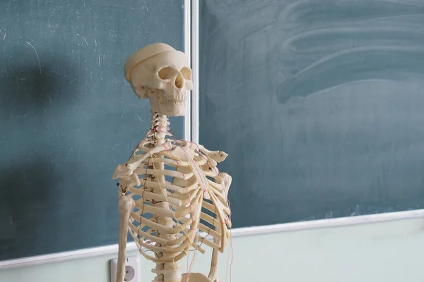 Vzdělávací model lidské kostry na pozadí školní tabule. Lidská anatomie. — Stock fotografie