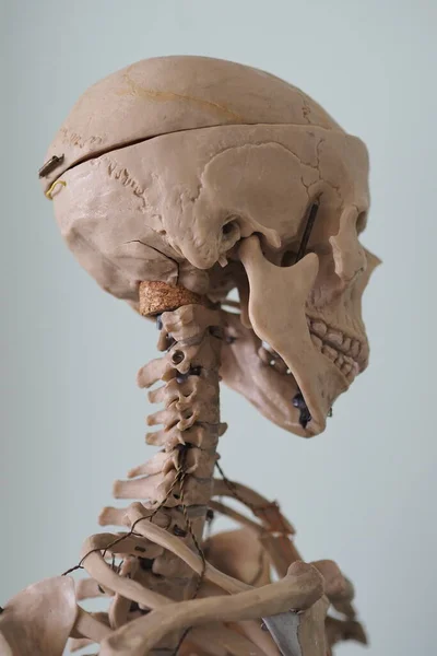 Vzdělávací model kostry lidského těla. Lidská anatomie. Struktura lidského těla, lebky. — Stock fotografie