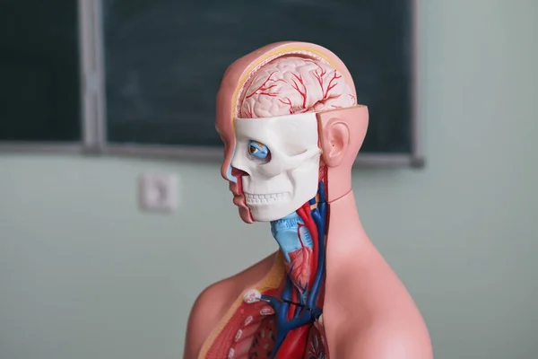Anatomical, medical model of human anatomy. The internal structure of the human head and chest.