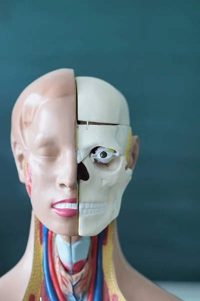 Anatomical, educational, and medical model of human anatomy. Model of the internal structure of the human head and neck.