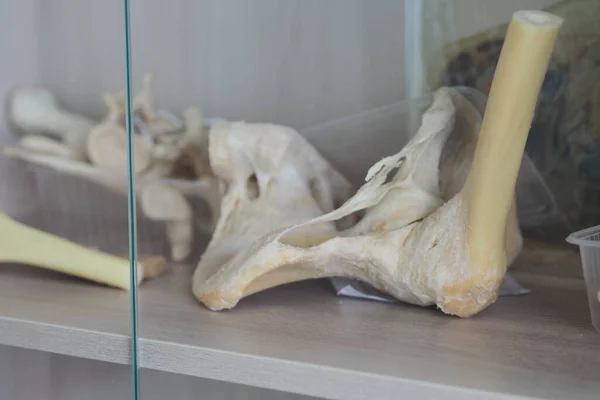 Lidské kosti. Pánevní kosti, kyčelní kloub. Anatomie. — Stock fotografie