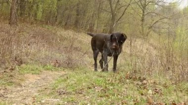 Ormanda bir Alman av köpeğinin yavrusu. Alman teli saçlı, ormanda Drathaar..