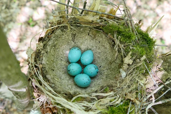 Wiosną gniazdo ptaków z turkusowymi jajami plamistymi w jego naturalnym środowisku. — Zdjęcie stockowe