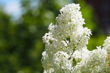 Beyaz leylak. Beyaz leylak çalısı.