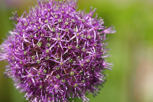 Roxo ou lilás flor redonda, close-up. — Fotografia de Stock