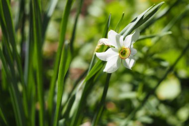 Bahar çiçeği, doğada uyku..