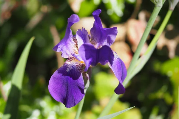Fleur de lilas dans la nature. Iris lilas. — Photo