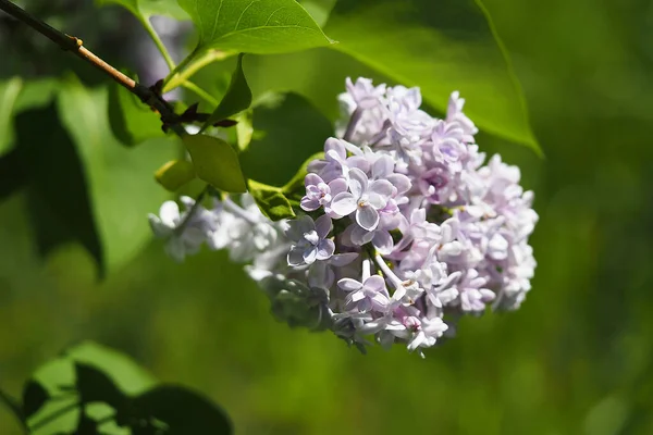 Lilac flower, lilac bush in nature. Macrophotography of lilacs on a green background.