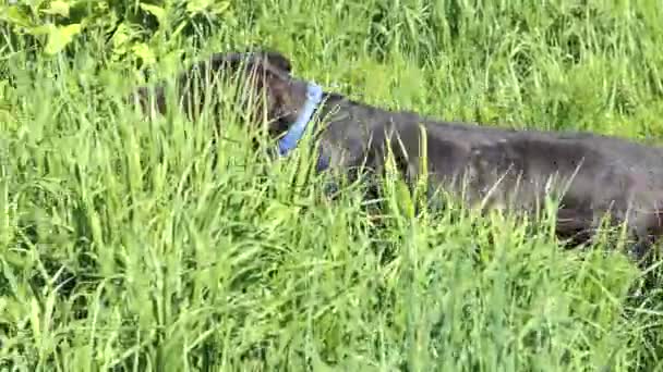 Охотничья собака немецкой породы в поле. Drahaar, немецкая проволочная собака. — стоковое видео