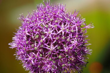 Güzel mor çiçek. Yeşil bokeh arkaplanına yakın plan. 