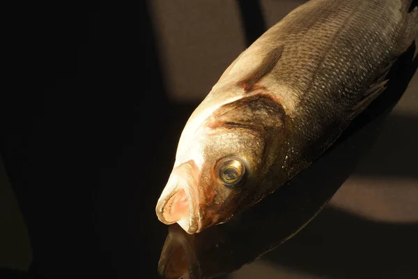 Fresh Sea bass fish close-up, isolated, close-up. — Stock Photo, Image