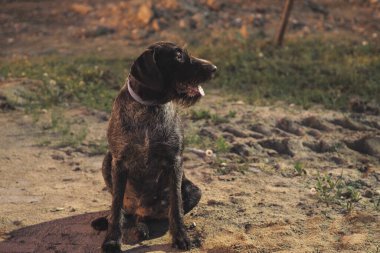 Av köpeği ejderhası. Köpek safkan bir Alman teli saçı..