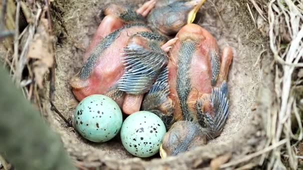 Μια φωλιά πουλιών στη φύση. Εκκολαφθέντες νεοσσοί και αυγά στη φωλιά, στο φυσικό τους περιβάλλον. Φωλιά Songbird με — Αρχείο Βίντεο