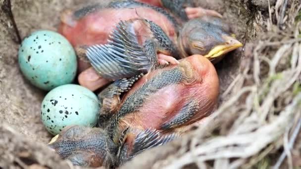 Nest of birds with chicks and eggs. A birds nest in the forest with chicks. — Stock Video