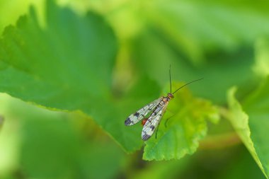 Vahşi hayatta böceklerin makro çekimi, bulanık arkaplan.