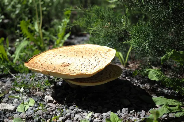 Большой гриб с коричневой шапкой в природе. Макроснимок гриба. — стоковое фото