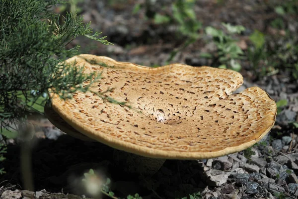 Большой гриб с коричневой шапкой в природе. Макроснимок гриба. — стоковое фото