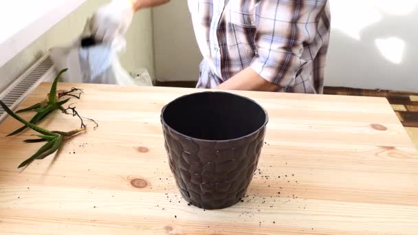 男は花のための土壌を持つ鍋に屋内アロエ植物の苗を植えています — ストック動画