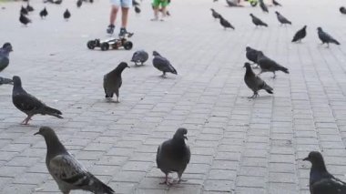 Yazın parkta güvercinler. Çocuklar sokaktaki güvercinleri besler..