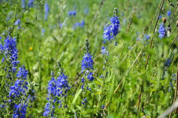 Une prairie d'été avec de grandes herbes vertes et des fleurs sauvages. — Photo