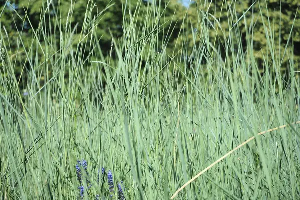 Grünes Gras auf dem Feld. Schöner natürlicher Hintergrund. — Stockfoto