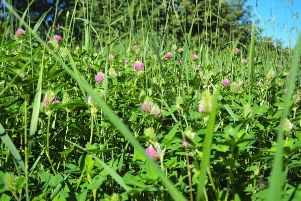 Naturalne tło. Zielona trawa i letnie kwiaty na polu, koniczyna. — Zdjęcie stockowe