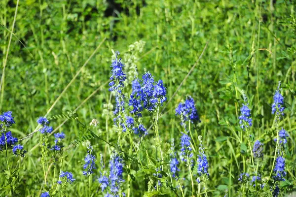 Une prairie d'été avec de grandes herbes vertes et des fleurs sauvages. — Photo