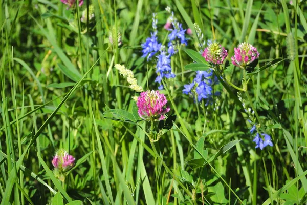 Contexte naturel. Herbe verte et fleurs d'été dans le champ, trèfle. — Photo
