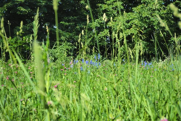 Letnia łąka, pole. Zielona soczysta trawa i dzikie kwiaty. — Zdjęcie stockowe
